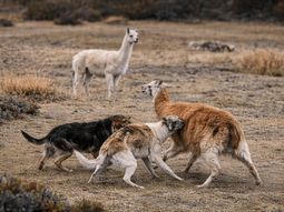 Productores de Neuquén advirtieron el avance de los perros salvajes en la provincia durante la pasada exposición rural realizada en Junín de los Andes. Productores de Neuquén advirtieron el avance de los perros salvajes en la provincia durante la pasada exposición rural realizada en Junín de los Andes.