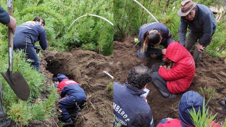 La historia de Ringo, el perro salchicha que quedó atrapado en una cueva de conejos