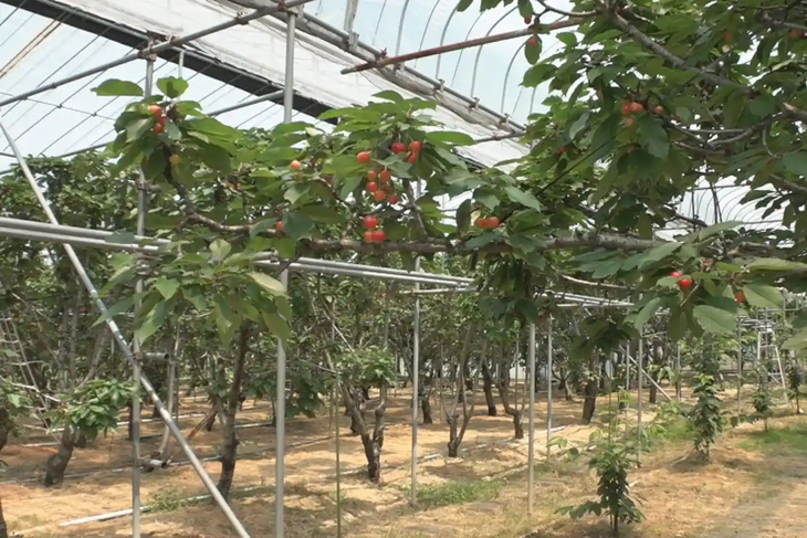China transforma su industria frutícola: crisis del durazno y expansión récord de las cerezas