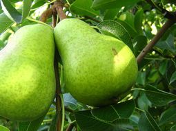 Aconsejan terminar la cosecha, a más tardar, durante la semana que viene. Aconsejan terminar la cosecha, a más tardar, durante la semana que viene.