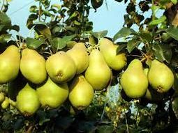 La pera de la variedad Blanquilla, muy demandada en los centros comerciales de Madrid. La pera de la variedad Blanquilla, muy demandada en los centros comerciales de Madrid.