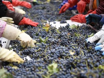 Los viticultores afrontan nuevas plagas, daños de aves y mamíferos. 