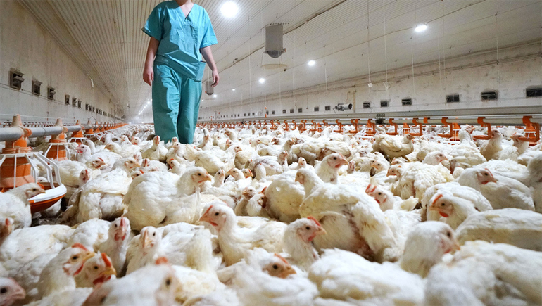 Gripe aviar: recomiendan no manipular aves muertas