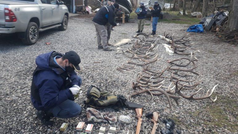Secuestraron cabezas de ciervo, astas, armas y cuero de yacaré