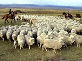 Una ayuda para los productores patagónicos.
