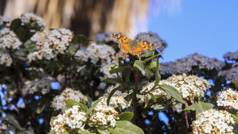 ¡Ahora sí! Arrancó oficialmente la primavera