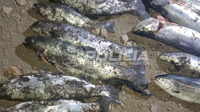 Pesca ilegal: secuestraron más de 20 truchas y se labraron infracciones | LM Neuquen Pesca ilegal: secuestraron más de 20 truchas y se labraron infracciones