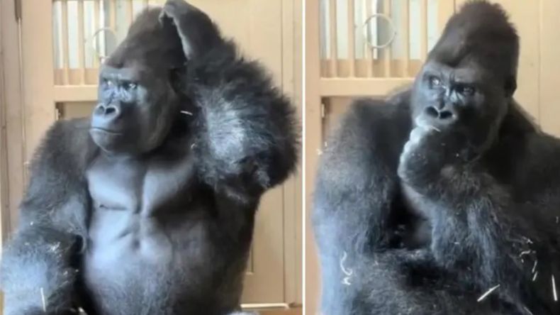 Kiyomasa es hijo de Shabani, un gorila que alcanzó notoriedad internacional por su apariencia. | LM Neuquen Kiyomasa es hijo de Shabani, un gorila que alcanzó notoriedad internacional por su apariencia.