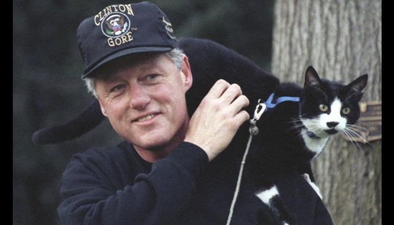 Día Internacional del Gato: ¿Por qué se celebra hoy?