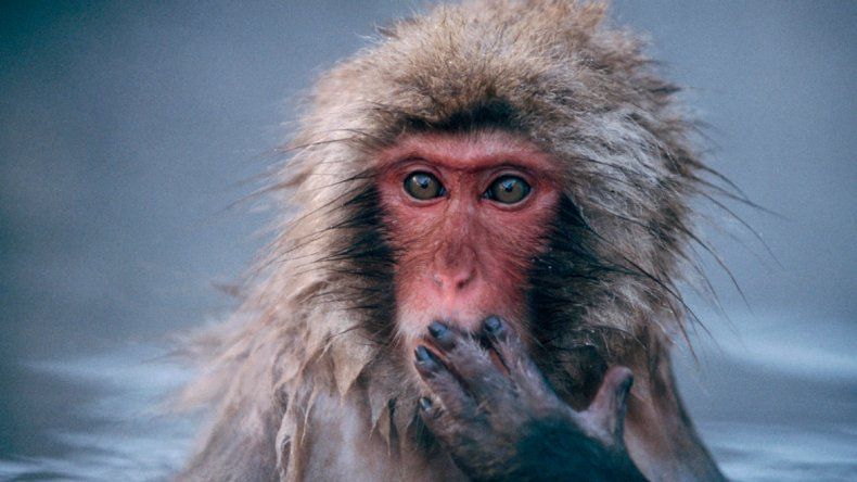 &nbsp;Macaco japonés