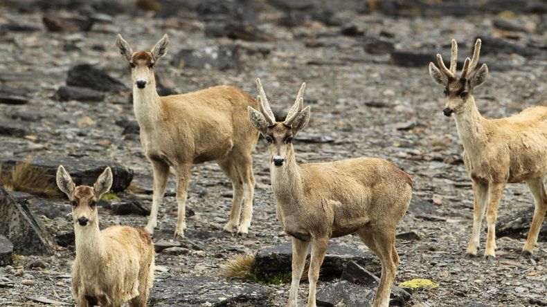 Corre peligro de extinción el animal del billete de $100