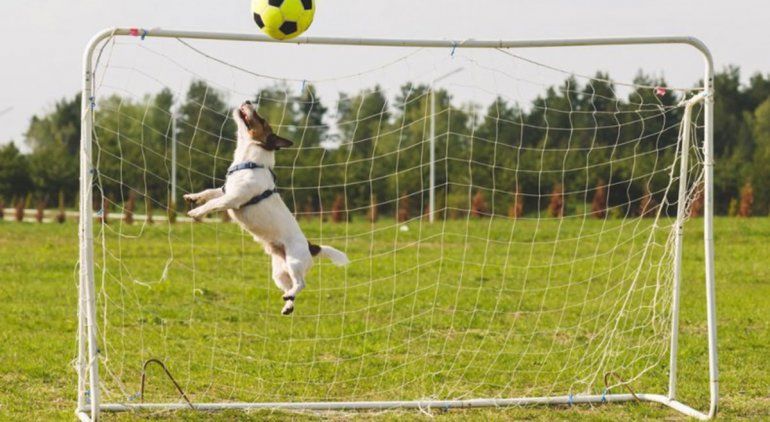 ¡Perrito futbolero! El simpático festejo de gol frente a la tele