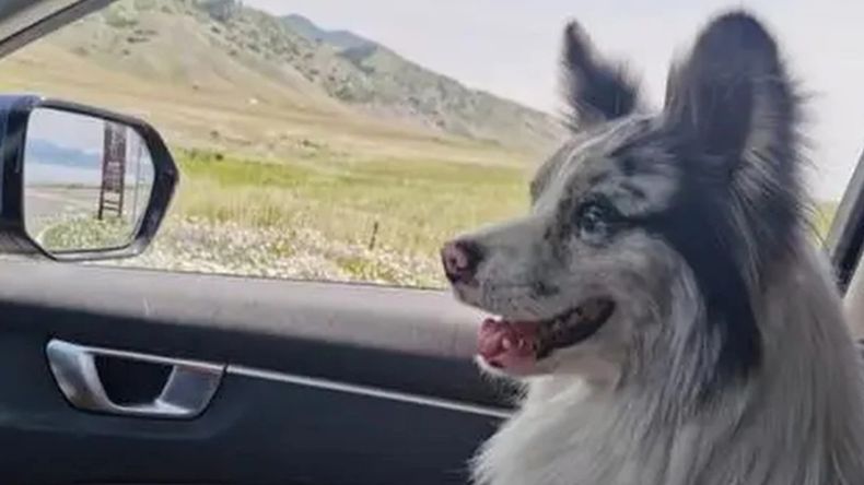 Un perro influencer fue robado y comido tras ser vendido a un restaurante en China. | LM Neuquen Un perro influencer fue robado y comido tras ser vendido a un restaurante en China.