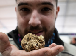 Este manjar se recolecta durante los meses de otoño y su escasez lo ha convertido en unos de los productos más exclusivos del momento. Este manjar se recolecta durante los meses de otoño y su escasez lo ha convertido en unos de los productos más exclusivos del momento.