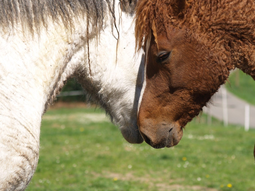 Los caballos enrulados de Maquinchao, en riesgo. Foto: @curlycoatsequestrian Los caballos enrulados de Maquinchao, en riesgo. Foto: @curlycoatsequestrian