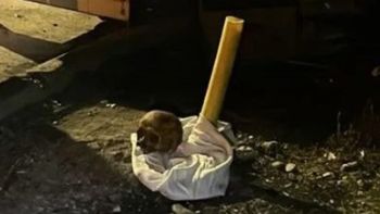 Encontraron un cráneo humano en Trelew, Chubut. Encontraron un cráneo humano en Trelew, Chubut.