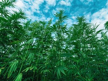Las condiciones agroecologicas para la producción de cáñamo en la Patagonia son muy buenas. 