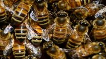abejas africanas mataron a seis personas en nicaragua abejas africanas mataron a seis personas en nicaragua