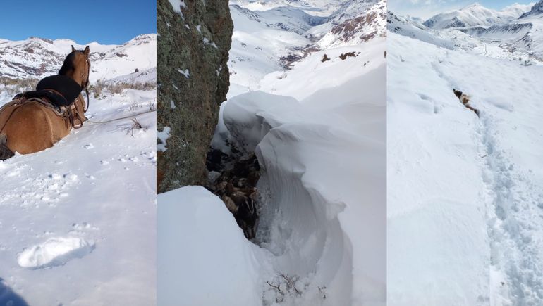 El impresionante rescate de chivas enterradas en la nieve