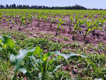 El maíz tardío habilita a instalar un cultivo de servicio en el período previo a la siembra. Foto: INTA