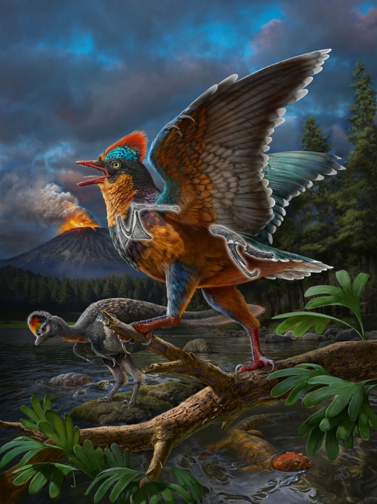 Reconstrucción de la vida del ave jurásica Baminornis zhenghensis, cuyos restos fueron hallados en China. Reconstrucción de la vida del ave jurásica Baminornis zhenghensis, cuyos restos fueron hallados en China.