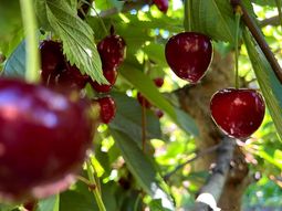 argentina cierra una positiva temporada de exportacion de cerezas argentina cierra una positiva temporada de exportacion de cerezas