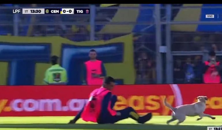 Un perro se metió en la cancha durante un partido de primera y gambeteó a todos