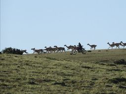 La esquila en silvestría fue impulsada por WCS Argentina. Foto: WCS La esquila en silvestría fue impulsada por WCS Argentina. Foto: WCS