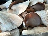 El Centro PyME-ADENEU dictará un curso presencial sobre la producción de gírgolas sobre sustrato.&nbsp;