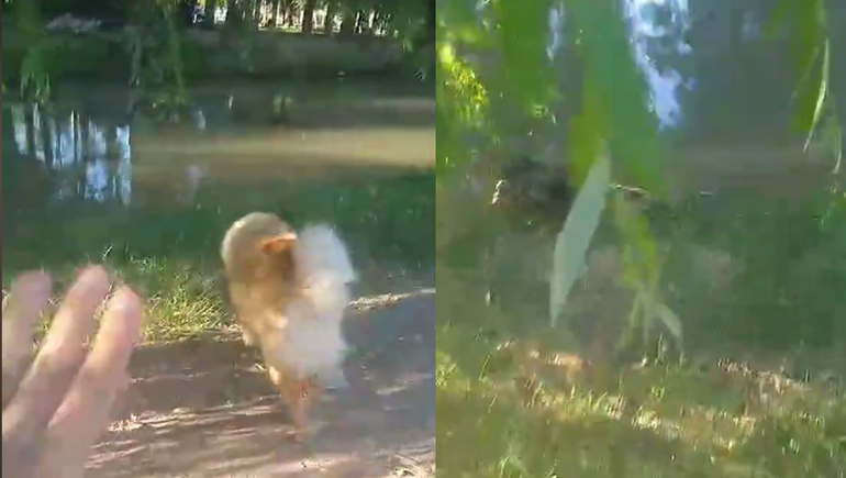 Arroyo Durán: paseaba con su perro y dio con un aberrante hallazgo