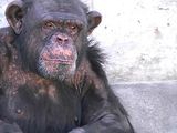 Piden trasladar al chimpancé Toti a un santuario en Brasil