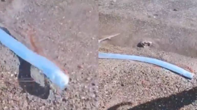 El momento en que apareció el pez remo se viralizó rápidamente en las redes sociales. El momento en que apareció el pez remo se viralizó rápidamente en las redes sociales.