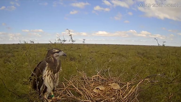 El nido del águila coronada en el que instalaron las cámaras pra el streaming está en el oeste de La Pampa