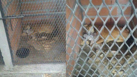 Denunciaron maltrato animal en Bromatología de Junín de los Andes