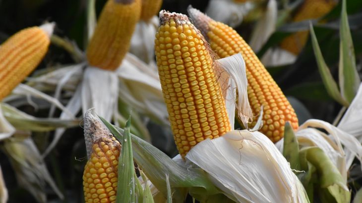 Más que un grano: El maíz se consolida en la región como una alternativa de baja volatilidad frente a la fruticultura tradicional, con márgenes de hasta 950 dólares por hectárea.