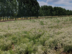 Campos de orégano en San Carlos, Mendoza: 1.200 hectáreas con el único sello IG del mundo. Campos de orégano en San Carlos, Mendoza: 1.200 hectáreas con el único sello IG del mundo.