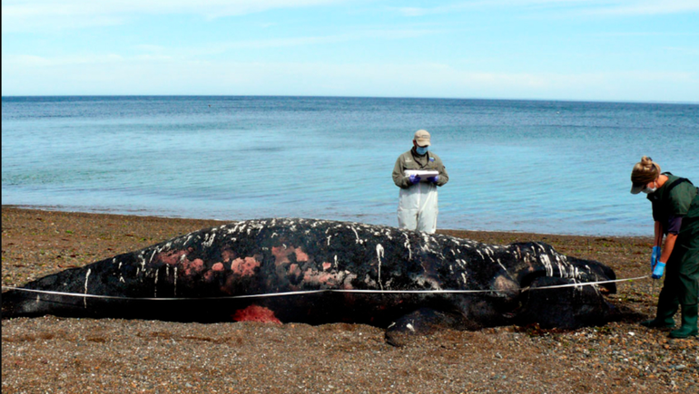 La ola de muertes en Península Valdés mató a 30 ballenas francas australes, pero alcanzó a más ejemplares, aunque en dosis que no resultaron letales. La ola de muertes en Península Valdés mató a 30 ballenas francas australes, pero alcanzó a más ejemplares, aunque en dosis que no resultaron letales. 