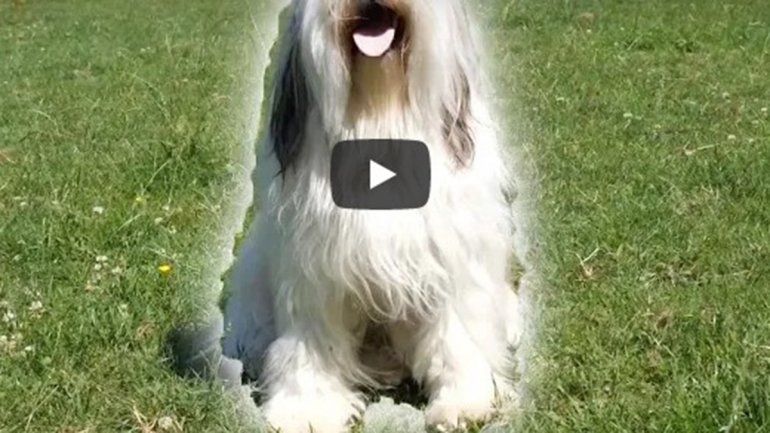 Este perrito no deja de sumar reproducciones en YouTube