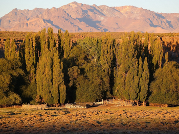 Los mallines de Neuquén y Río Negro elevan la receptividad vacuna y el valor del arriendo. Los mallines de Neuquén y Río Negro elevan la receptividad vacuna y el valor del arriendo.