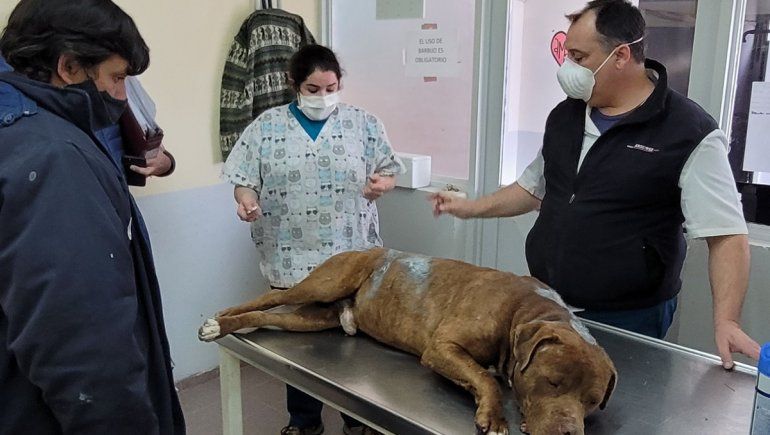 Hicieron 38 allanamientos por maltrato animal en Neuquén capital