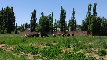 plottier: vecinos reclaman soluciones por la presencia de caballos sueltos plottier: vecinos reclaman soluciones por la presencia de caballos sueltos