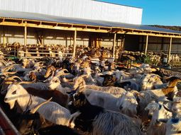 El plan de refugos otorga compensaciones de hasta $225.000 para mitigar los efectos de la sequía. El plan de refugos otorga compensaciones de hasta $225.000 para mitigar los efectos de la sequía.