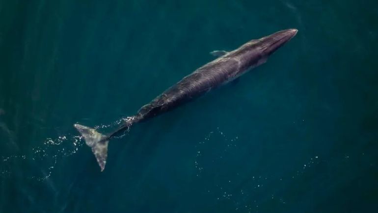 Bautizaron Racing a una ballena sei en Comodoro Rivadavia.