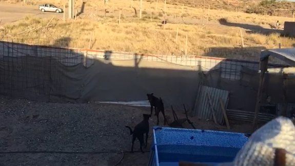 Indignante: se cansó de denunciar a su vecina por maltrato animal