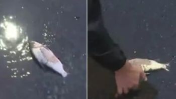 El hallazgo de un pez en la zona de Palermo le dio color a la preocupante situación que se vive por las inundaciones. El hallazgo de un pez en la zona de Palermo le dio color a la preocupante situación que se vive por las inundaciones.