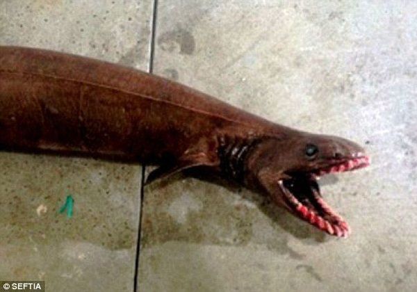 Atrapan un tiburón “prehistórico” en aguas australianas