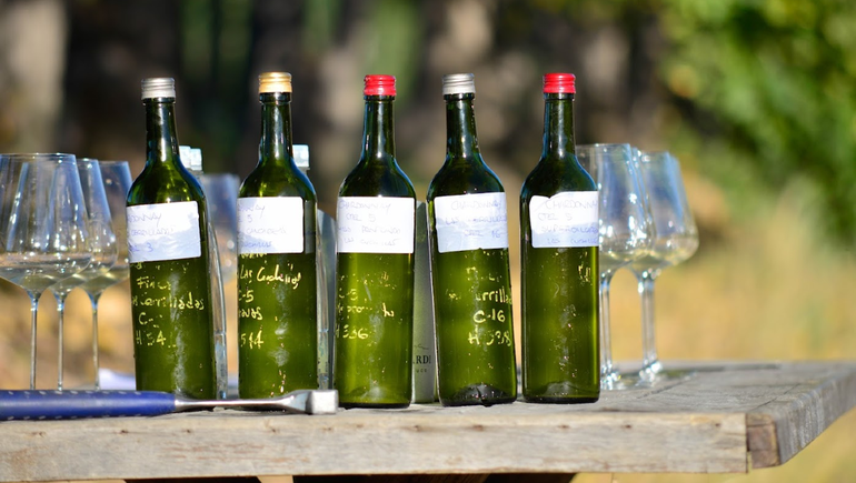 Una nueva liga de vinos blancos despunta en Argentina: Cuáles probar