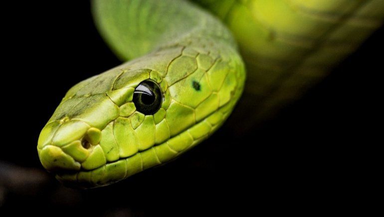 Viral: hombre fue mordido por una pitón mientras estaba sentado en el inodoro.