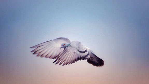 Usan palomas para estudiar la contaminación en el aire