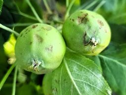 La franja afectada en mayor medida es la costa del río entre Cipolletti y General Roca. La franja afectada en mayor medida es la costa del río entre Cipolletti y General Roca.